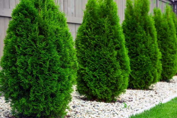 Arborvitae Planting in Lansdale