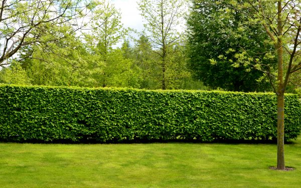 Hedge Planting in Lansdale