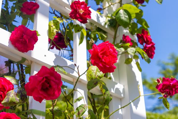 Home Gardening Service in Lansdale