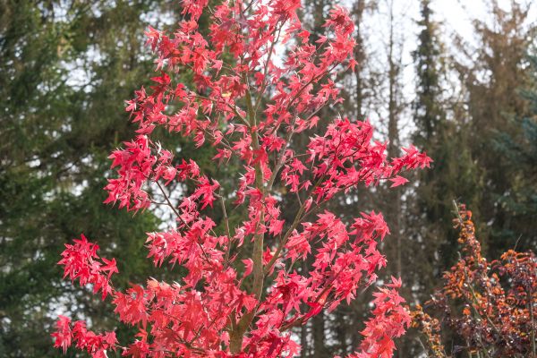 Japanese Maple Planting in Lansdale