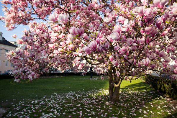 Magnolia Tree Planting in Lansdale