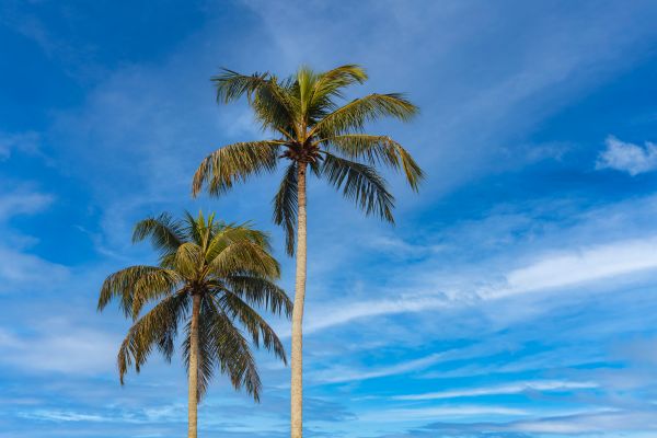 Palm Tree Planting in Lansdale