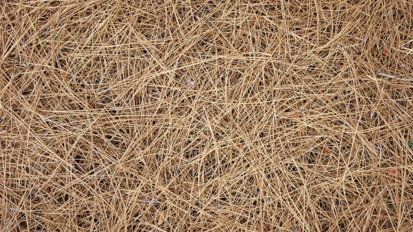 Pine Needles Delivery in Lansdale