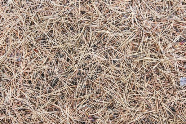 Pine Straw Installation in Lansdale