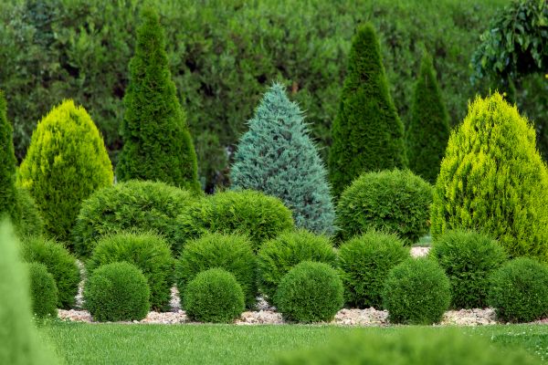 Shrub Replacement in Lansdale
