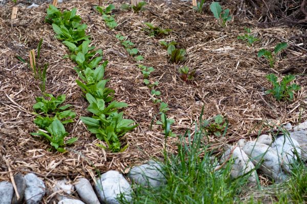 Mulch Service in Lansdale