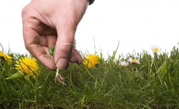 Lawn Weeding in Lansdale