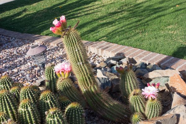 Desert Landscaping in Lansdale