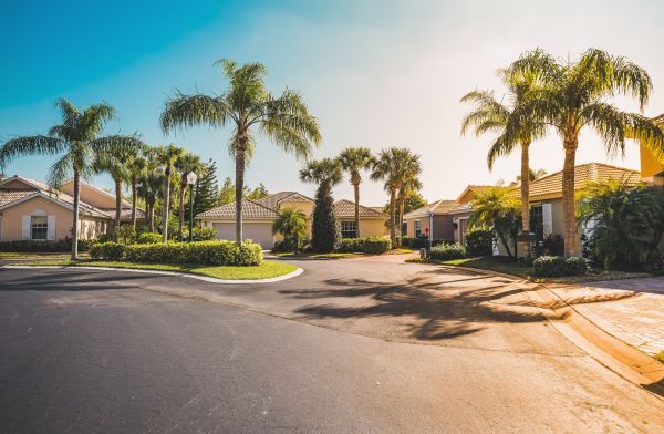 Palm Tree Landscaping in Lansdale