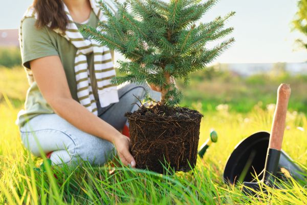 Spruce Tree Planting in Lansdale