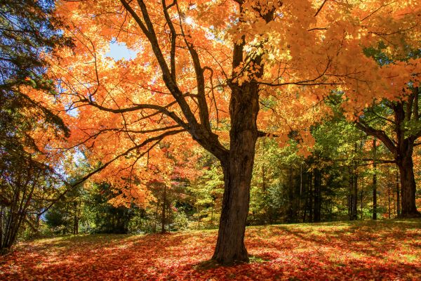 Maple Tree Planting in Lansdale