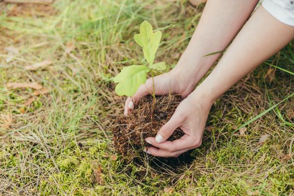 Oak Tree Planting in Lansdale