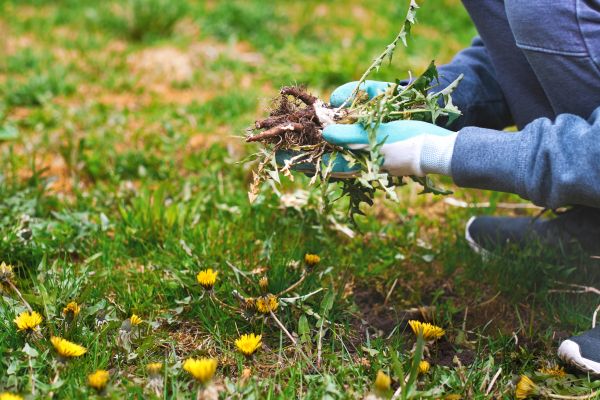 Flower Bed Clearing in Lansdale