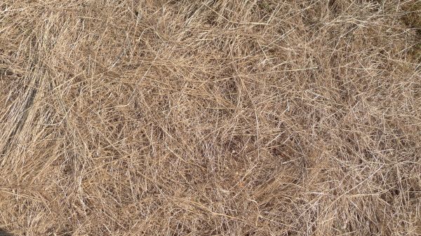 Pine Straw Replacement in Lansdale