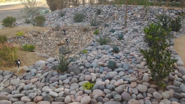 Yard Xeriscaping in Lansdale