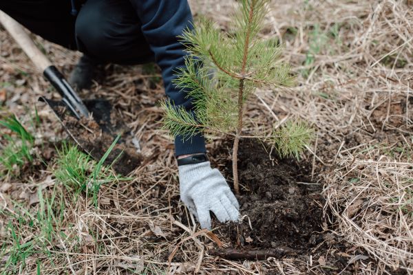 Pine Tree Planting in Lansdale