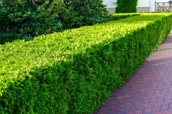 Hedge Installation in Lansdale