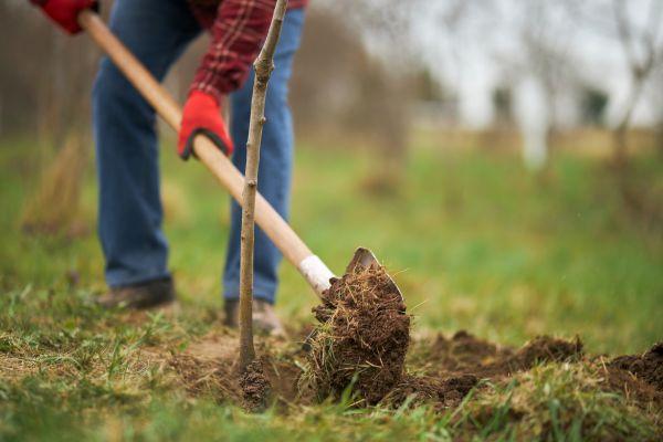 Trees Planting in Lansdale