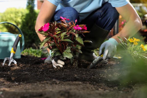 Plant Replacement in Lansdale