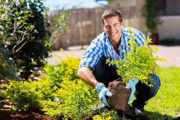 Shrub Landscaping in Lansdale
