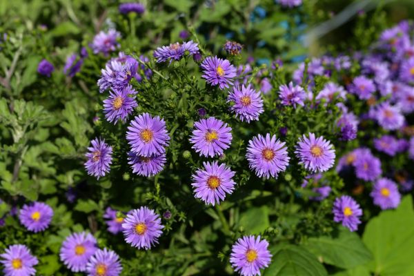 Perennial Flower Planting in Lansdale