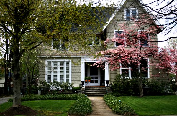 Ornamental Tree Planting in Lansdale