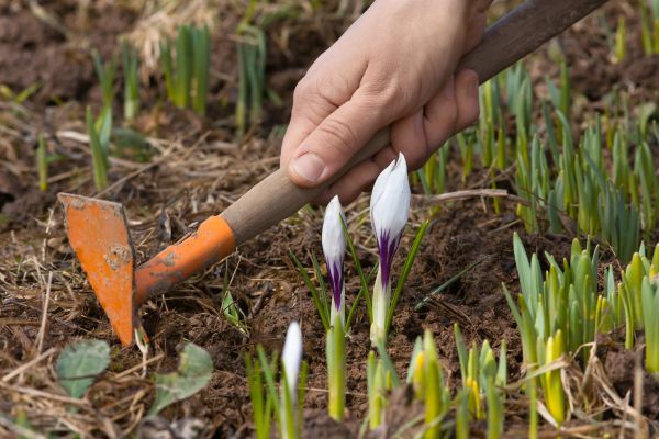 Flower Garden Weeding in Lansdale