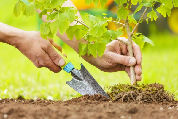 Fruit Tree Planting in Lansdale