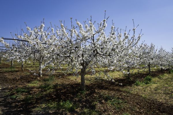 Orchard Planting in Lansdale