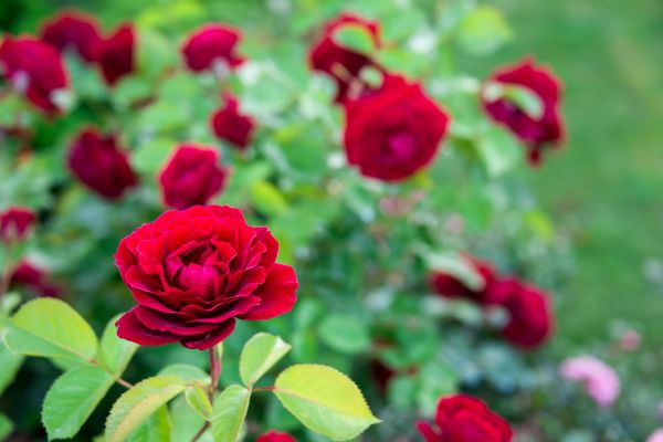 Rose Planting in Lansdale