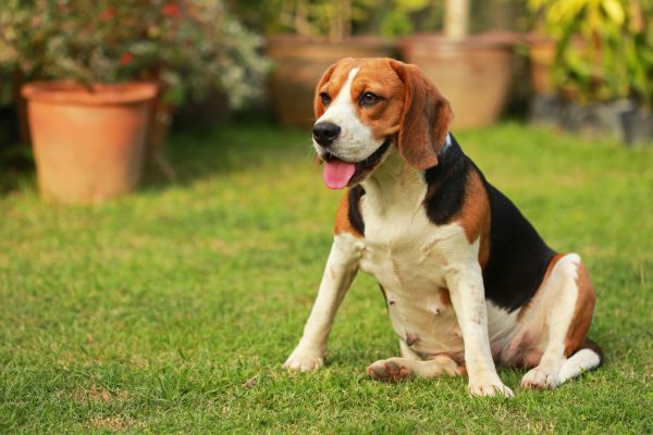 Dog Friendly Landscaping in Lansdale