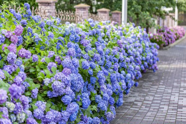 Hydrangea Landscaping in Lansdale