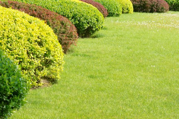 Shrubbery Planting in Lansdale