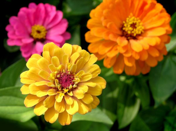 Zinnia Planting in Lansdale