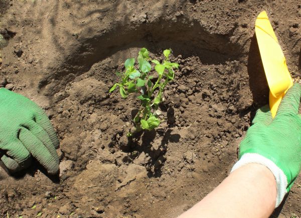 Rose Bush Planting in Lansdale