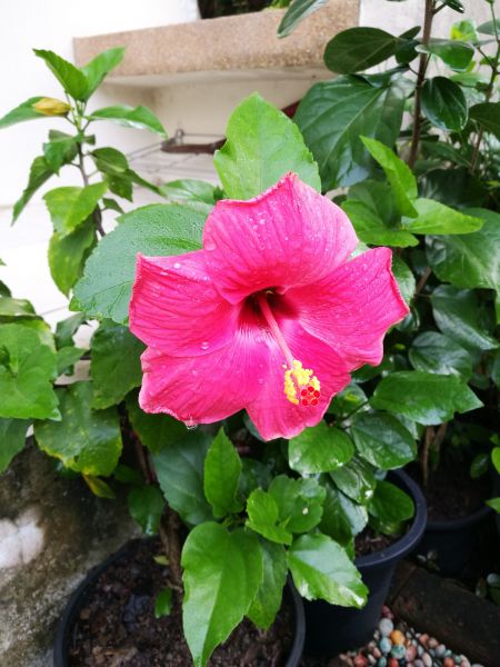 Hibiscus Planting in Lansdale