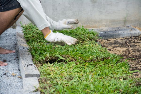 Ground Cover Planting in Lansdale