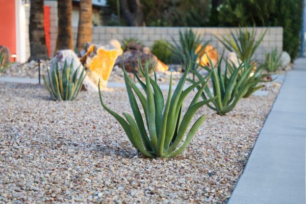 Drought Resistant Landscaping in Lansdale