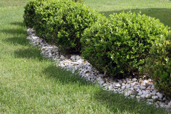 Boxwood Planting in Lansdale
