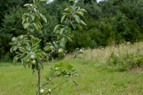 Apple Tree Planting in Lansdale