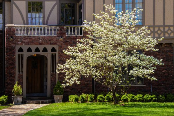 Dogwood Tree Planting in Lansdale